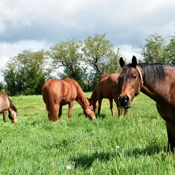 Pension pour chevaux à Dornes, 58